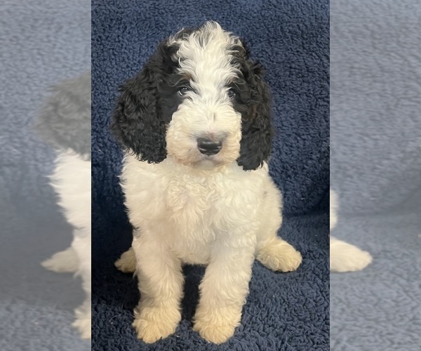 Medium Photo #5 Bernedoodle Puppy For Sale in CLEVELAND, TN, USA