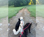 Small #1 Shepradors