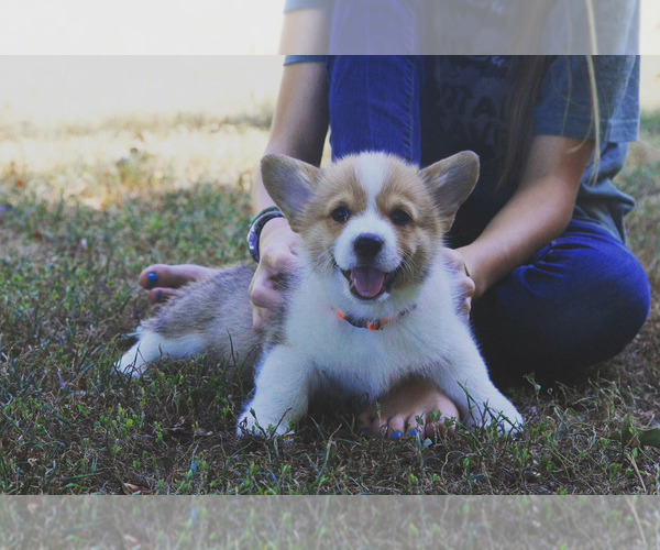 Medium Photo #5 Pembroke Welsh Corgi Puppy For Sale in FAIR GROVE, MO, USA