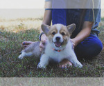 Small #4 Pembroke Welsh Corgi
