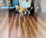 Small #9 Golden Labrador