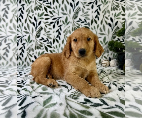 Medium Photo #2 Golden Retriever Puppy For Sale in GREENFIELD, IN, USA