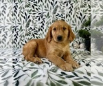 Small #1 Golden Retriever