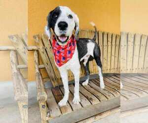 Old English Sheepdog-Unknown Mix Dogs for adoption in Dallas, TX, USA