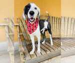 Small Old English Sheepdog Mix