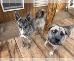 Small #6 Presa Canario-Siberian Husky Mix