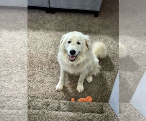 Medium Great Pyrenees