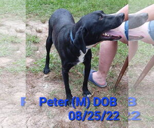 Peter (P pup) - Male Mutt Dog for Adoption - Photo #4