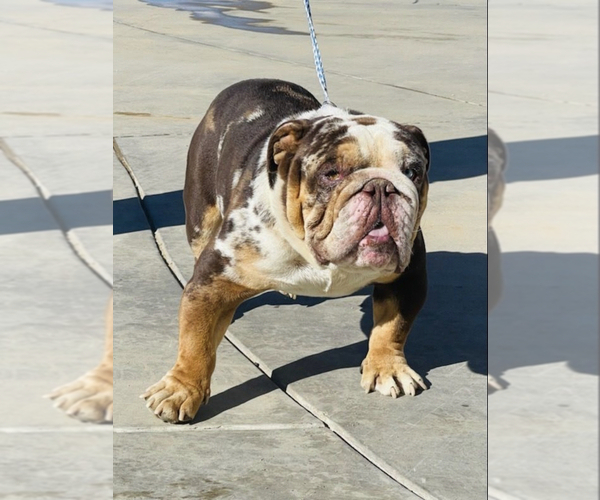 Medium Photo #1 English Bulldog Puppy For Sale in SAINT LOUIS, MO, USA