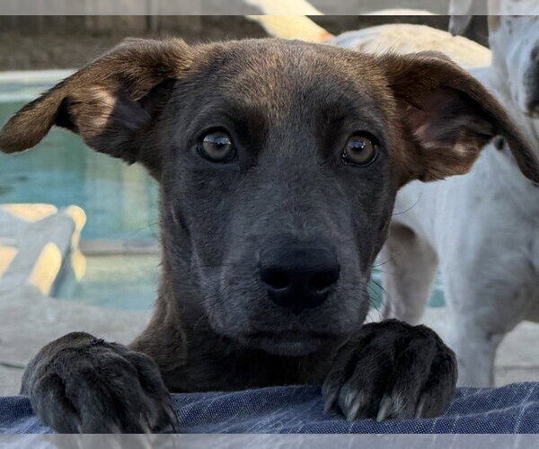 Medium Photo #1 Dachshund-Unknown Mix Puppy For Sale in Canton, CT, USA