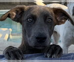 Viola - Female Dachshund-Unknown Mix Dog for Adoption - Small photo