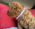 Small #6 Goldendoodle (Miniature)