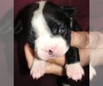 Small Photo #1 Boston Terrier Puppy For Sale in CRKD RVR RNCH, OR, USA