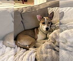 Small #3 Australian Cattle Dog Mix