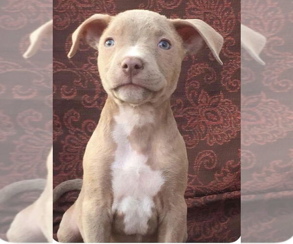 Medium Photo #4 Staffordshire Bull Terrier-Unknown Mix Puppy For Sale in San Bernardino , CA, USA
