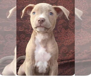 Riley AKA Harry - Male Staffordshire Bull Terrier-Unknown Mix Dog for Adoption - Photo #4