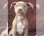 Small #3 Staffordshire Bull Terrier Mix