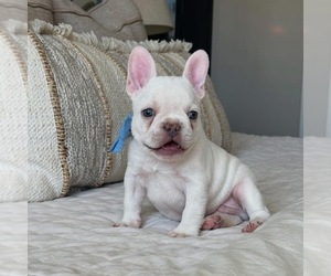 French Bulldog Puppy for sale in WINNSBORO, TX, USA
