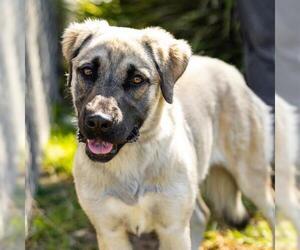 Anatolian Shepherd-Unknown Mix Dogs for adoption in Camarillo, CA, USA