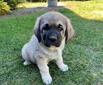 Puppy 1 Caucasian Shepherd Dog-Kangal Dog Mix