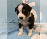 Small Photo #4 Australian Shepherd Puppy For Sale in EXETER, MO, USA
