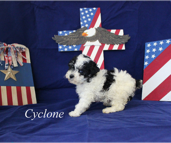 Medium Photo #8 Poodle (Toy) Puppy For Sale in CHANUTE, KS, USA