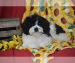 Small #3 Cavachon