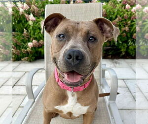 American Pit Bull Terrier Dogs for adoption in Techny, IL, USA