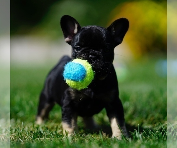 Medium Photo #1 French Bulldog Puppy For Sale in MOUNT GILEAD, OH, USA