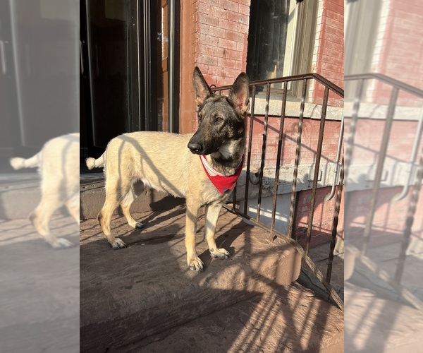 Medium Photo #1 German Shepherd Dog Puppy For Sale in BROOKLYN, NY, USA