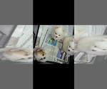Small #1 Miniature Spitz
