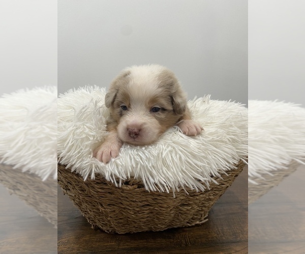 Medium Photo #3 Australian Shepherd Puppy For Sale in MUNFORDVILLE, KY, USA