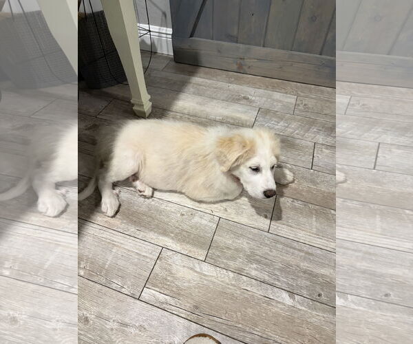 Medium Photo #1 Great Pyrenees-Unknown Mix Puppy For Sale in Royal Palm Beach, FL, USA