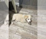 Small Great Pyrenees Mix