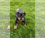 Small #1 English Bulldog-Olde English Bulldogge Mix