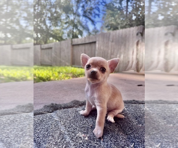 Medium Photo #7 Chihuahua Puppy For Sale in TIJERAS, NM, USA
