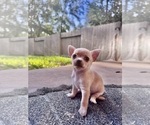 Baby Girl - Female Chihuahua Puppy for Sale - Photo #7