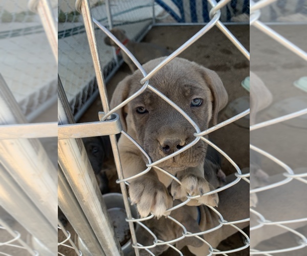 Medium Photo #36 Cane Corso Puppy For Sale in HESPERIA, CA, USA