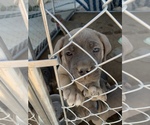 Small Photo #36 Cane Corso Puppy For Sale in HESPERIA, CA, USA