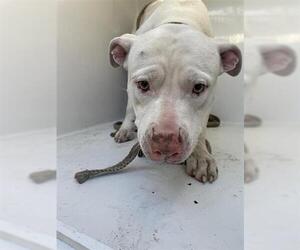 American Pit Bull Terrier-Unknown Mix Dogs for adoption in Houston, TX, USA