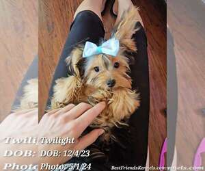 Yorkshire Terrier Puppy for Sale in TEMPE, Arizona USA
