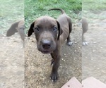 Small #5 Great Dane