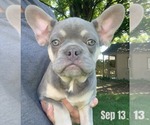 Puppy Pablo French Bulldog