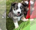 Puppy Socks Australian Shepherd-Miniature Australian Shepherd Mix