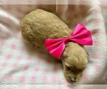 Small #1 Goldendoodle (Miniature)