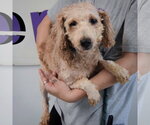 Small Photo #2 Golden Retriever-Unknown Mix Puppy For Sale in Huntley, IL, USA