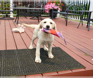 Labrador Retriever Puppy for sale in SYRACUSE, IN, USA