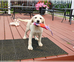 Image preview for Ad Listing. Nickname: Tinkerbell