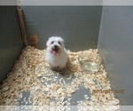 Small Photo #6 Maltese Puppy For Sale in CARROLLTON, GA, USA