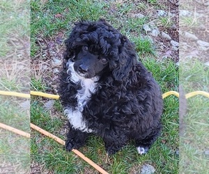 Poodle (Toy) Puppy for sale in MINERAL POINT, MO, USA
